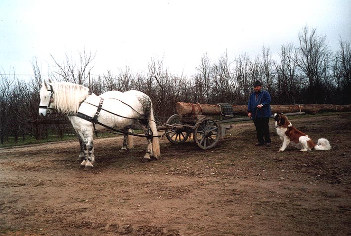 Langholzwagen