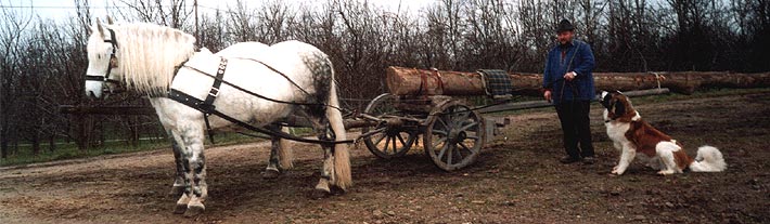 Langholzwagen-klein